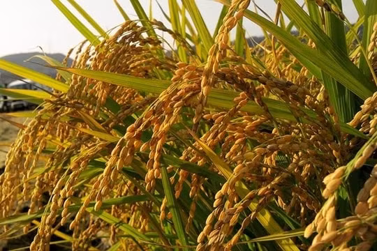 Nguồn cung thắt chặt, nhu cầu cải thiện đẩy giá gạo Ấn Độ lên kỷ lục mới