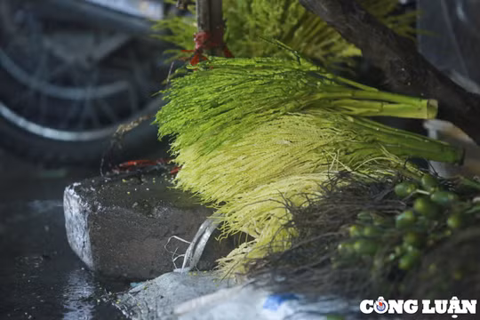 Rằm tháng Giêng: Chợ hoa Quảng An đắt khách từ nửa đêm