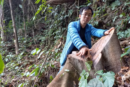 “Lật tẩy” chân tướng đường đi của gỗ lậu