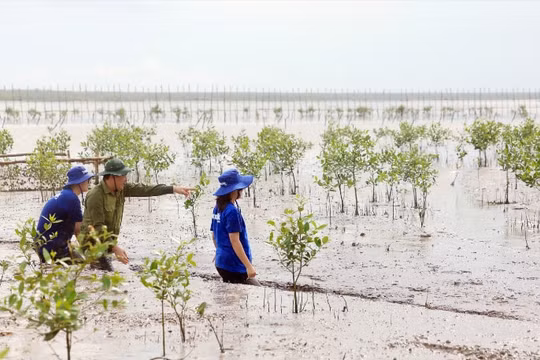 Vinamilk tích cực thực hiện dự án cách rừng Netzero, hướng đến trung hòa khí nhà kính