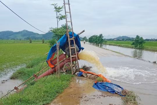 Hà Nam: Hơn 5.000 ha lúa mùa thiệt hại do mưa úng