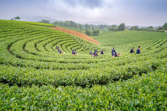 Vẻ đẹp tiềm ẩn của núi rừng và văn hóa Việt Bắc làm du khách nhớ đến Du lịch Thái Nguyên