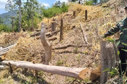 Gia Lai: Rừng tự nhiên ở Kông Chro lại bị 'cạo trắng'