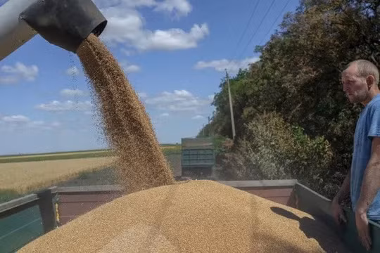 Trung Quốc hủy các hợp đồng giao dịch ngô với Ukraine