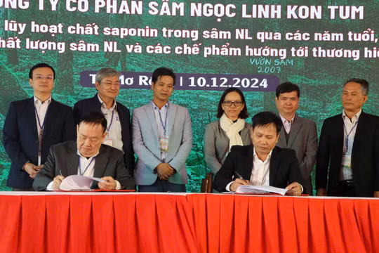 Kon Tum: Hội thảo sâm Ngọc Linh mở ra cơ hội lớn cho người trồng và cả ngành sâm