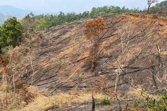 Kon Tum: Khởi tố, bắt tạm giam nhóm đối tượng phá rừng ở Đăk Hà