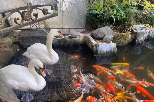 Ngẫm từ đôi thiên nga