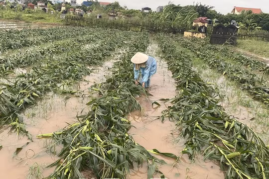 Hưng Yên: Tập trung khắc phục hậu quả do ảnh hưởng của bão số 3