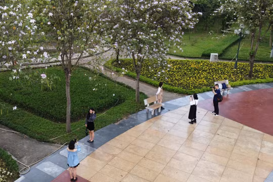 Giới trẻ Hà Nội thích thú check-in hoa ban tuyệt đẹp ở Công viên Cầu Giấy