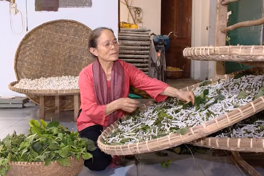 Người nghệ nhân trăn trở với nghề “dạy tằm dệt lụa, bắt sen nhả tơ”