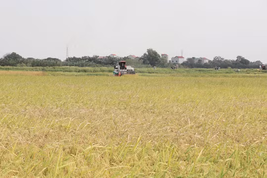Bắc Ninh: Tập trung thu hoạch nhanh gọn diện tích lúa Mùa để giảm thiểu thiệt hại