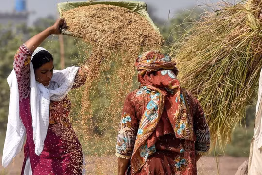 Xuất khẩu gạo Pakistan đạt kỷ lục sau lệnh cấm bán hàng của Ấn Độ