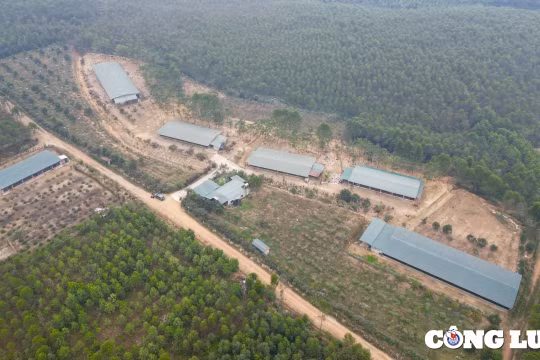 Tam Nông (Phú Thọ): Hàng loạt thành viên Hợp tác xã Lam Sơn hoạt động trang trại trái phép trên đất nông nghiệp