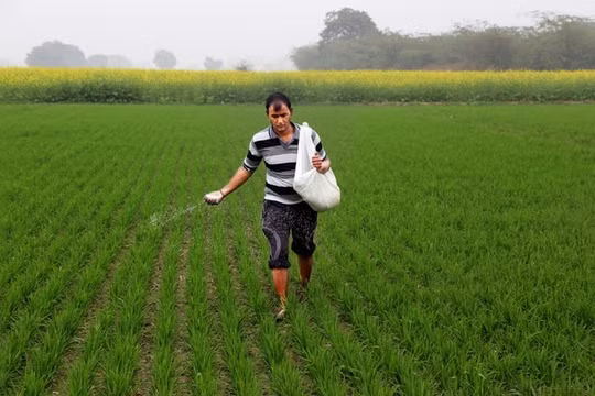 Công ty phân bón hàng đầu của Nga kêu gọi Ấn Độ dỡ bỏ thuế nhập khẩu