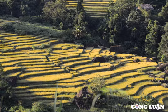 Mê đắm 'thu vàng' trên những thửa ruộng bậc thang ở Xà Phìn, tỉnh Hà Giang
