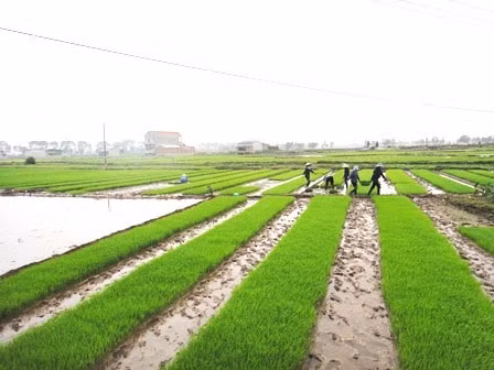 Bộ Tài chính đề nghị miễn thuế sử dụng đất nông nghiệp đến hết năm 2030