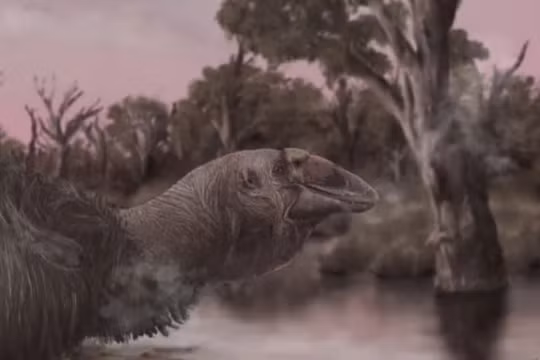 Phát hiện hộp sọ của 'chim sấm' khổng lồ đã tuyệt chủng ở Úc