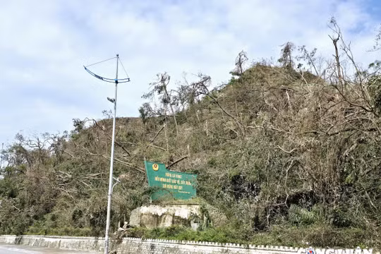 Quảng Ninh: Nhiều giải pháp hỗ trợ công tác thu gom, tiêu thụ gỗ rừng bị gãy đổ do bão số 3