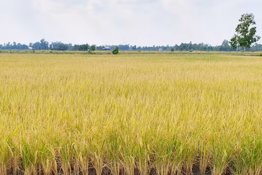 Bạc Liêu: Hơn 6.000 ha lúa chưa kịp thu hoạch do ảnh hưởng mưa bão