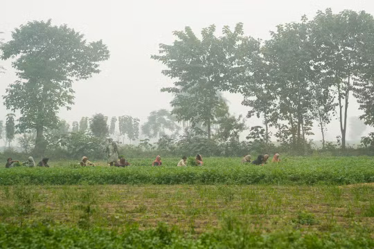 Pakistan cấm vào công viên, sở thú vì ô nhiễm không khí ngày càng nặng