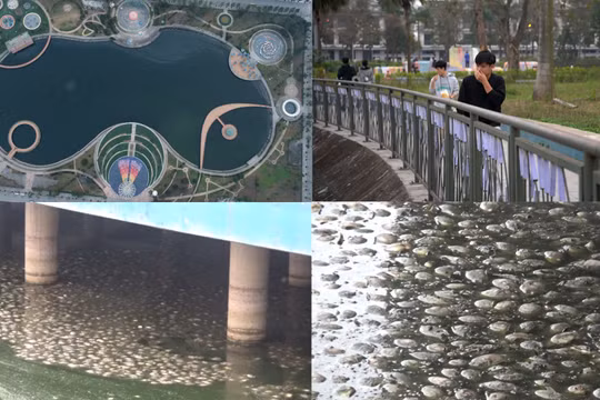 Hà Nội: Cá chết trắng hồ ở Công viên Thiên văn học