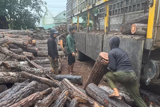 Gia Lai: Tìm vị trí rừng bị phá sau khi phát hiện xe tải chở số lượng lớn gỗ trái phép