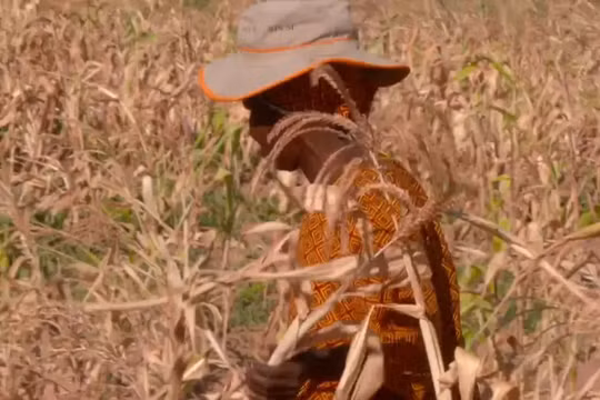 Zimbabwe tuyên bố thảm họa quốc gia do hạn hán El Nino