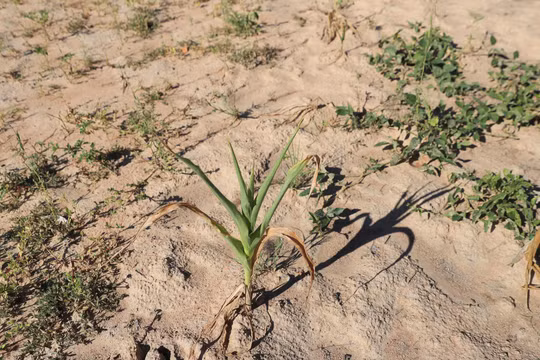 Zimbabwe đói kém vì mùa màng khô héo do El Nino