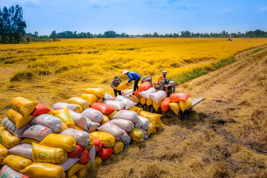 Giá gạo tăng cao, dự báo xuất khẩu lập kỷ lục