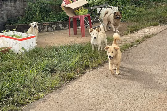 Gia Lai: Không tiêm vắc xin sau khi bị chó cắn, 2 người đàn ông tử vong