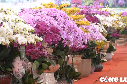 Thị trường hoa lan hồ điệp cận Tết: Sức mua giảm dù chất lượng hoa tốt