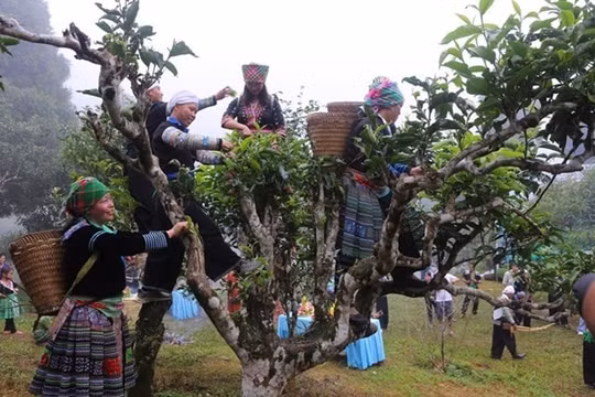 Lễ hội Trà Shan tuyết Suối Giàng diễn ra đúng dịp nghỉ lễ 30/4-1/5