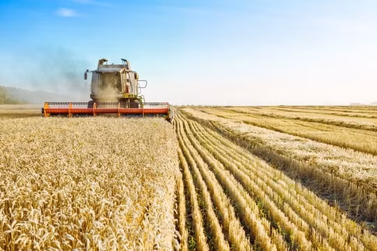 EU tăng thuế đối với ngũ cốc Nga và Belarus