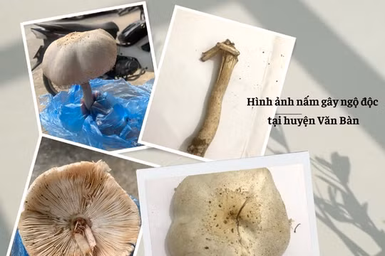 Lào Cai: Loài nấm làm 3 người ngộ độc có chứa hoạt chất dạng ma túy gây ảo giác