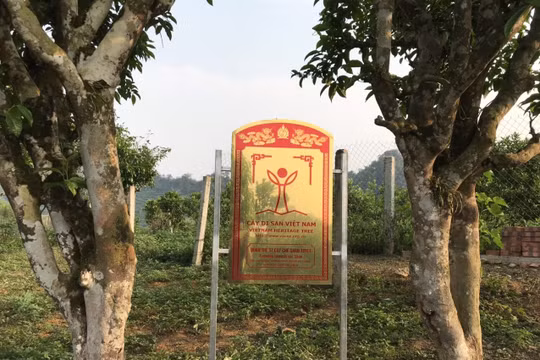 57 cây chè cổ Shan tuyết ở Mộc Châu là cây di sản Việt Nam