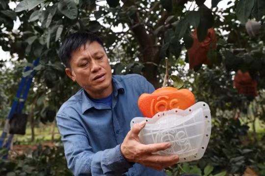 Bưởi đỏ Đông Cao tạo hình "Tài - Lộc " độc lạ hút khách dịp Tết Nguyên đán