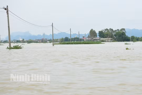 Lũ trên sông Hoàng Long và sông Đáy đang xuống, Ninh Bình dừng thực hiện Lệnh di dân