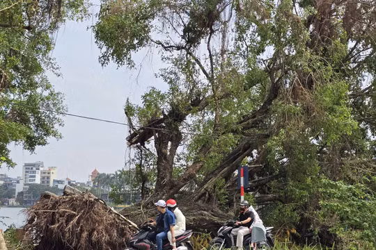 Hà Nội dự kiến có thể 'cứu' được khoảng 3 nghìn cây xanh