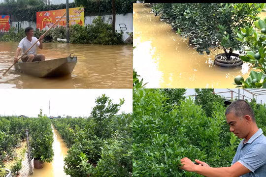 Làng nghề quất Tứ Liên “chìm trong biển nước”, người dân lo lắng thiệt hại sau bão