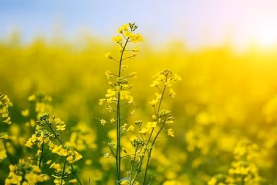 Giá xuất khẩu hạt cải dầu vụ mùa năm 2024 của Ukraine sẽ tăng