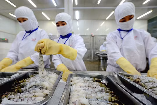 'Ông lớn' xuất khẩu tôm Thực phẩm Sao Ta (FMC) dòng tiền kinh doanh âm 107 tỷ, vay nợ thêm 241 tỷ đồng