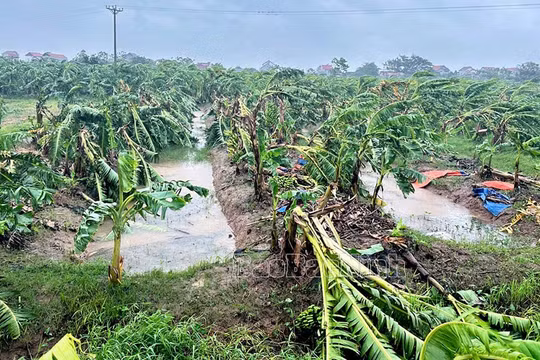 Bắc Ninh: Sớm hoàn thiện chính sách hỗ trợ sau bão số 3 tạo nguồn lực khôi phục sản xuất, kinh doanh