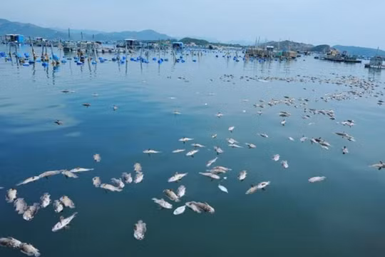 Nguyên nhân gì khiến hàng chục tấn tôm hùm ở Phú Yên chết hàng loạt?