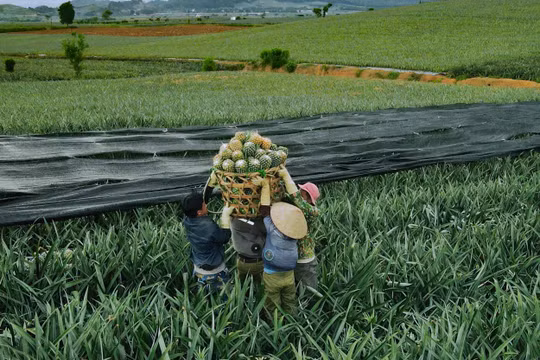 Niềm vui của người nông dân trên những cánh đồng dứa