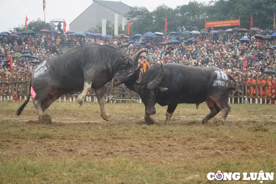 Hàng nghìn người đội mưa xem chọi trâu ở Vĩnh Phúc