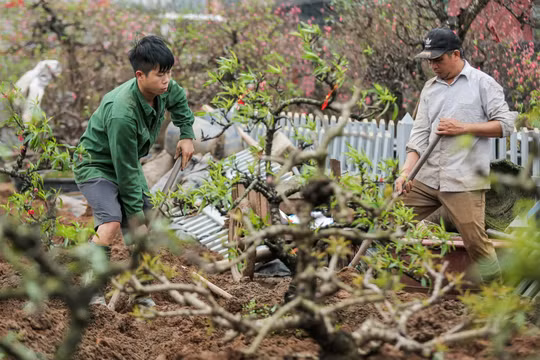 Hà Nội: Người dân Nhật Tân tất bật "hồi sinh" đào sau Tết