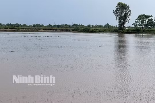 Ninh Bình: Khẩn trương khắc phục hậu quả mưa úng, bảo vệ sản xuất nông nghiệp