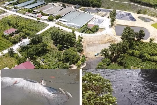 “HTX Hoàng Phát có dấu hiệu gây ô nhiễm môi trường?”: Phát lộ nhiều sai phạm trong hoạt động chăn nuôi!