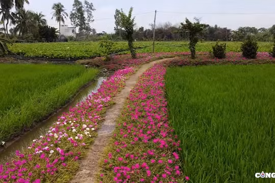 Đường hoa mười giờ - tọa độ "sống ảo" đẹp mê ly được giới trẻ yêu thích