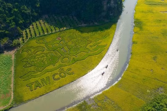 Ninh Bình: "Mục đồng thổi sáo" trên cánh đồng Tam Cốc